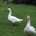 Geese Videos