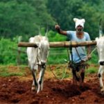 Monsanto Losing Millions – Farmers in India Switching to Indigenous Cotton